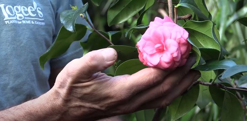 Camellia Flowers That Start with C