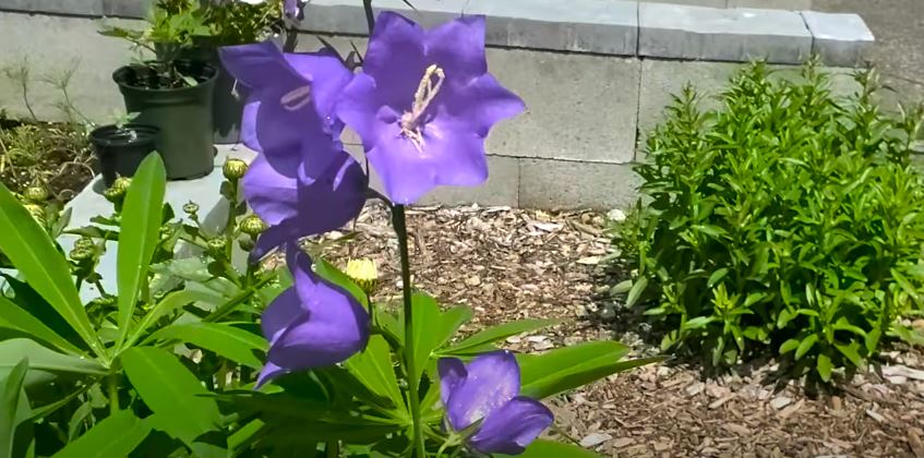 Campanula Flowers That Start with C