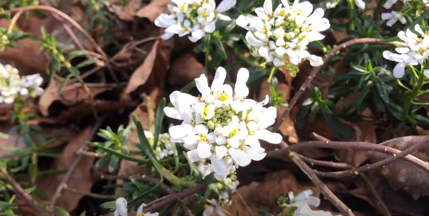 Candytuft Flowers That Start with C