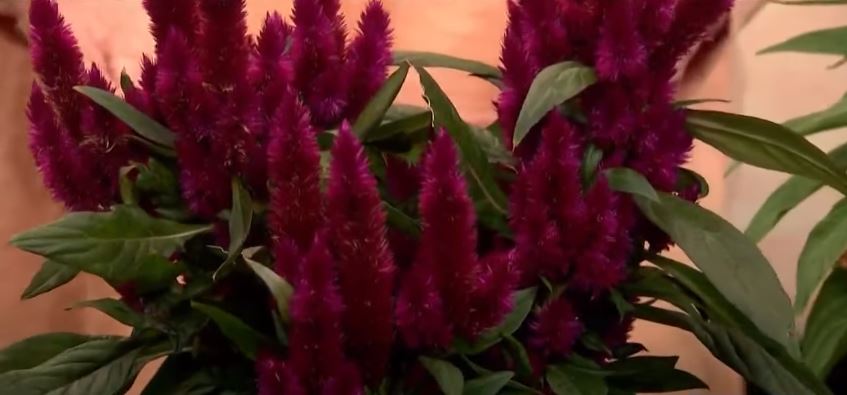 Celosia Flowers That Start with C