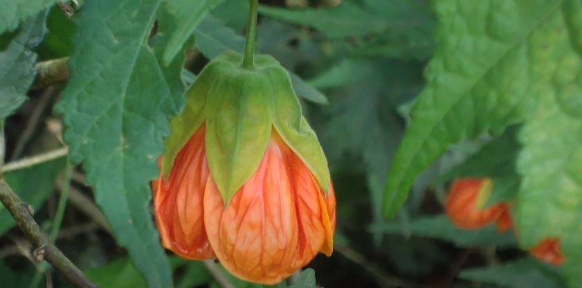 Chinese Lantern Flowers That Start with C