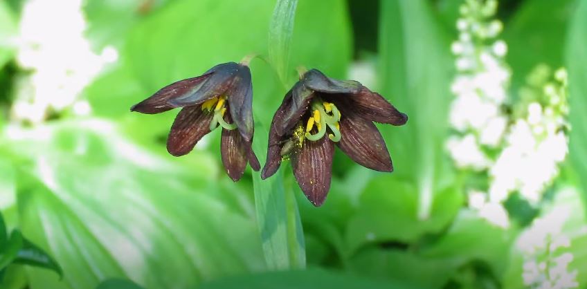 Chocolate Lily Brown Flowers