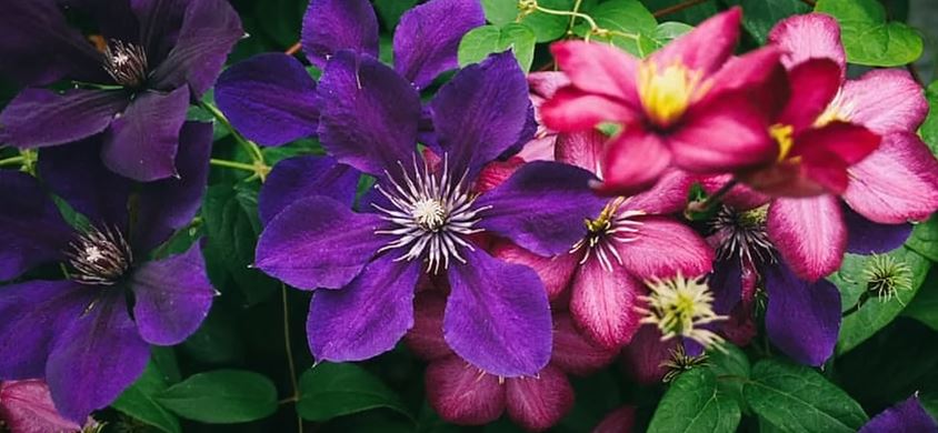 Clematis Flowers That Start with C