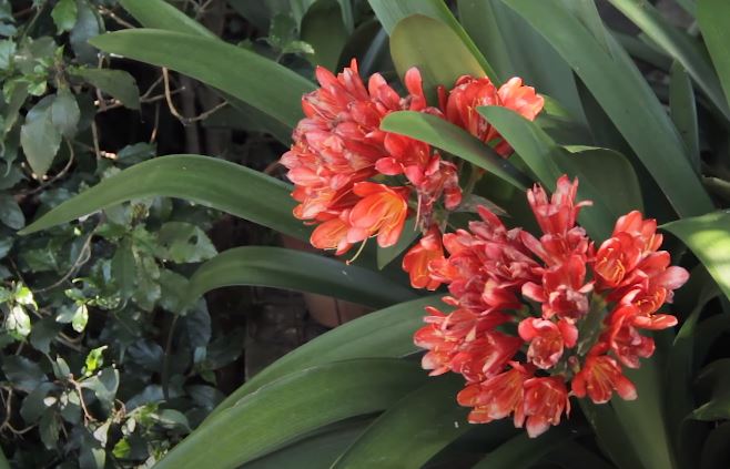 Clivia Flowers That Start with C