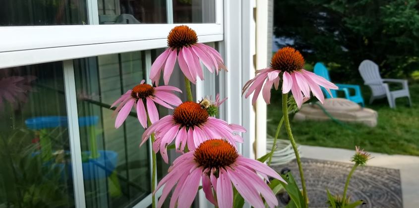Cone Flowers That Start with C