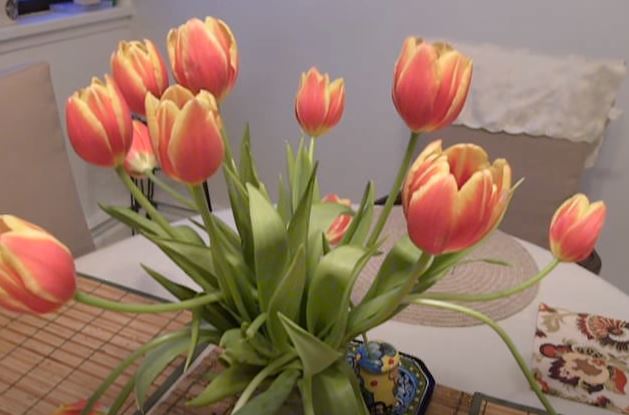 Copper-Penny Tulip Brown flowers