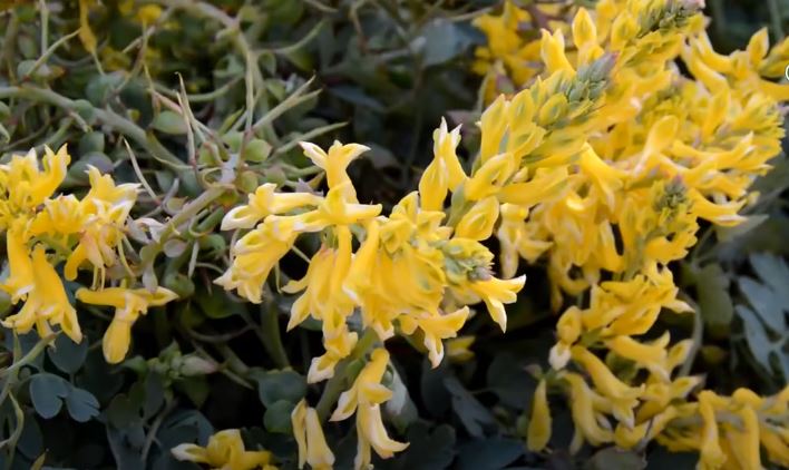 Corydalis Flowers That Start with C