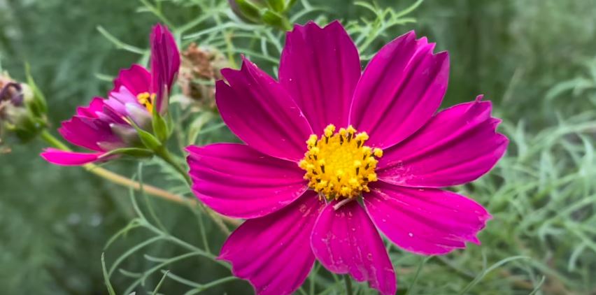 Cosmos Flowers That Start with C