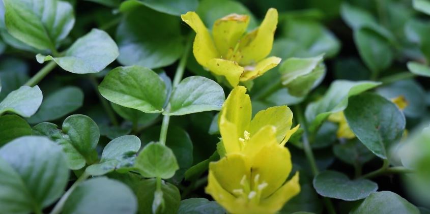 Creeping Jenny Flowers That Start with C