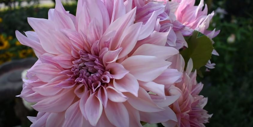 Dahlias Flowers That Start with D