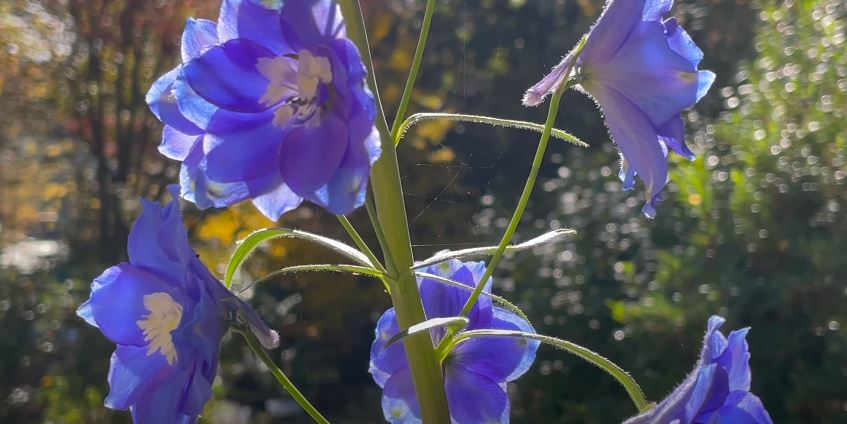 Delphiniums Flowers That Start with D