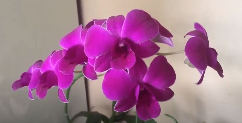 Dendrobium Orchids Flowers That Start with D