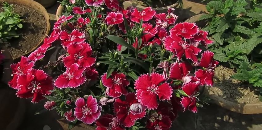 Dianthus Flowers That Start with D