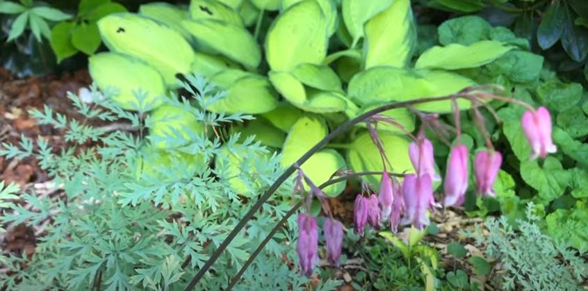 Dicentra Flowers That Start with D