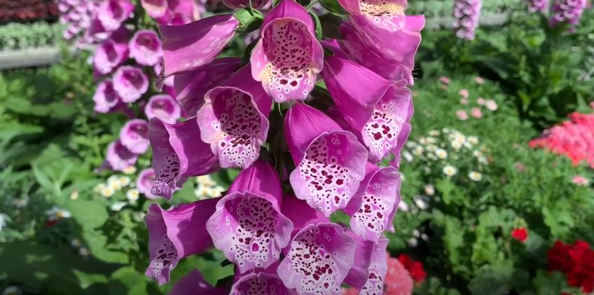 Digitalis Flowers That Start with D