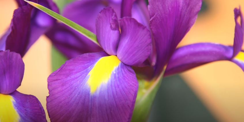 Dutch Iris Flowers That Start with D