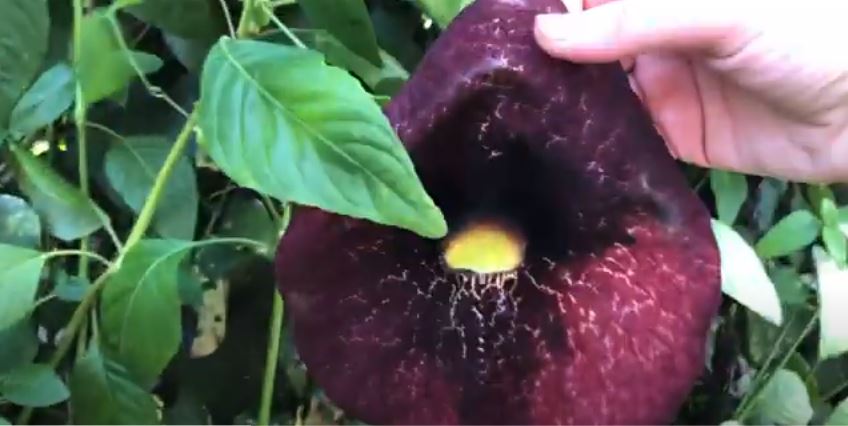 Dutchman's Pipe Flowers That Start with D