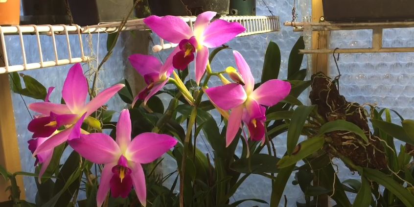 Laelia Orchid Mexican flowers 