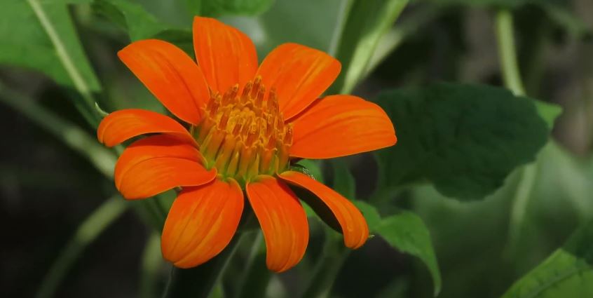 Mexican Sunflower Mexican flowers 