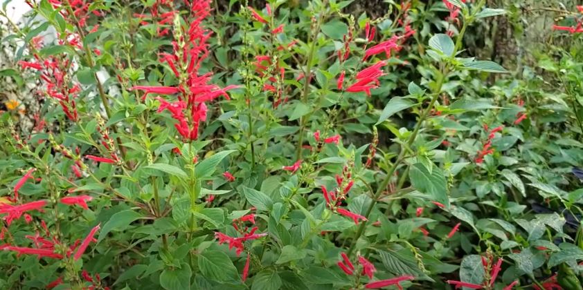 Pineapple Sage Mexican flowers 