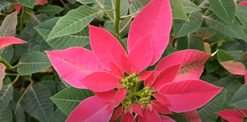 Poinsettia flowers - Flowers that Start with P Homenuss