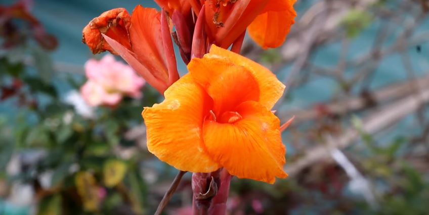 Canna Lily Flowers That Start with C