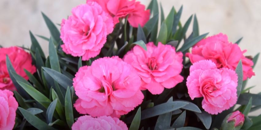 Carnation Flowers That Start with C