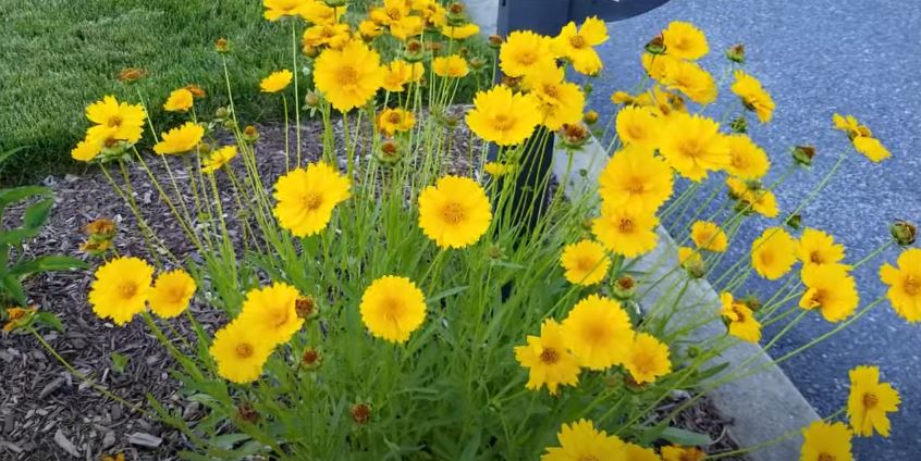 Coreopsis Flowers That Start with C