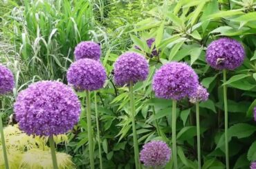 Drumstick Allium Flowers That Start with D