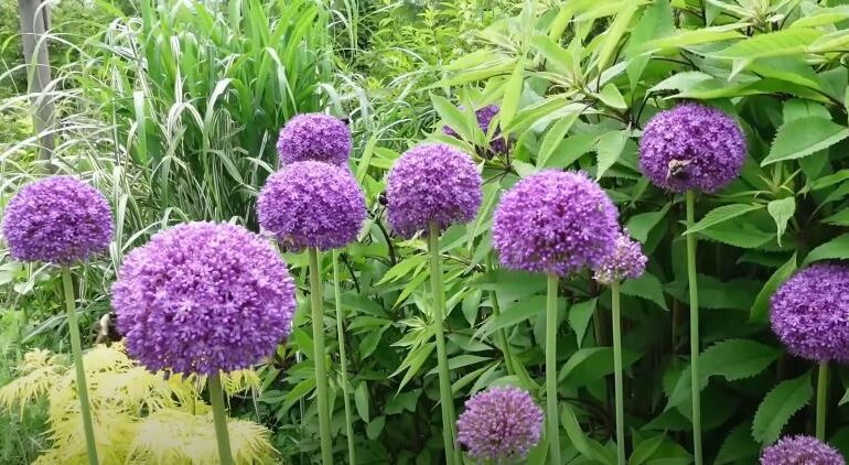 Drumstick Allium Flowers That Start with D